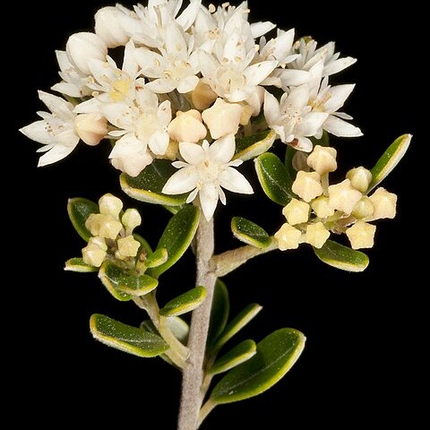 Pomaderris myrtilloides unspecified picture