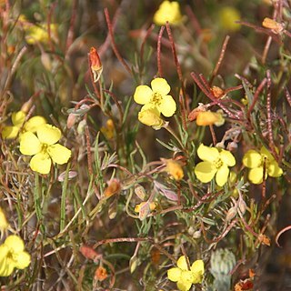 Camissonia campestris unspecified picture