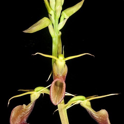 Cryptostylis unspecified picture