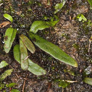 Grammitis nudicarpa unspecified picture