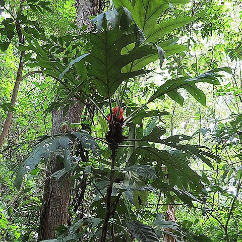 Pentagonia pinnatifida unspecified picture