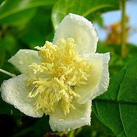 Campomanesia ilhoensis unspecified picture