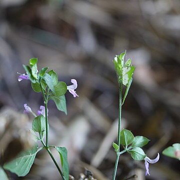 Dicliptera foetida unspecified picture