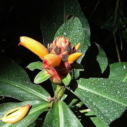 Plagiostachys unspecified picture