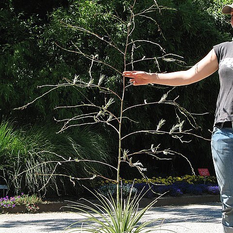 Tillandsia propagulifera unspecified picture