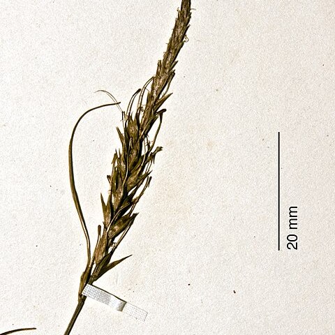 Carex astricta unspecified picture