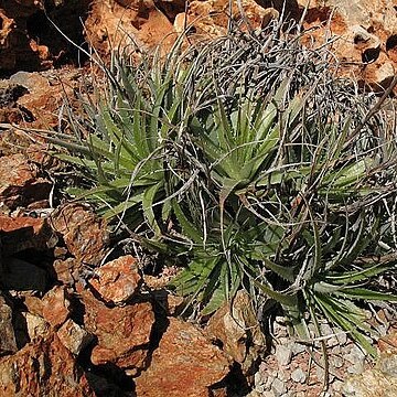 Deuterocohnia haumanii unspecified picture