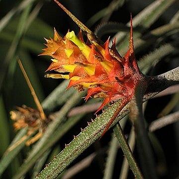 Acanthostachys unspecified picture