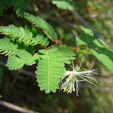 Desmanthus unspecified picture