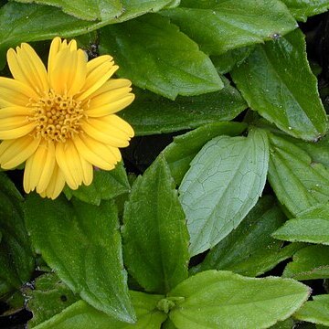 Sphagneticola unspecified picture