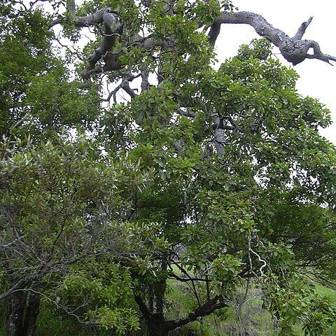 Cheirodendron unspecified picture