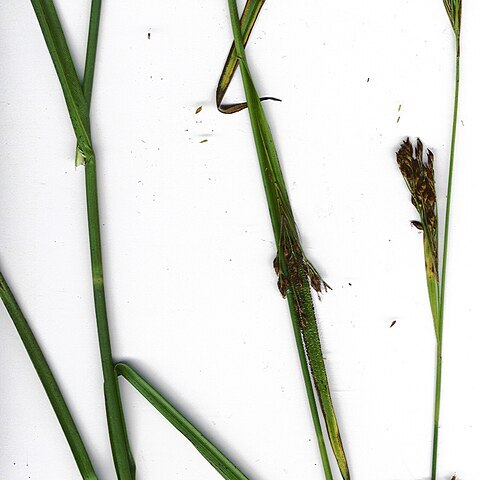 Rhynchospora caduca unspecified picture