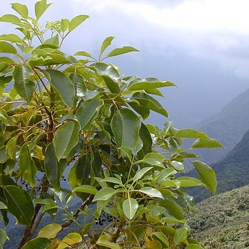 Cheirodendron unspecified picture