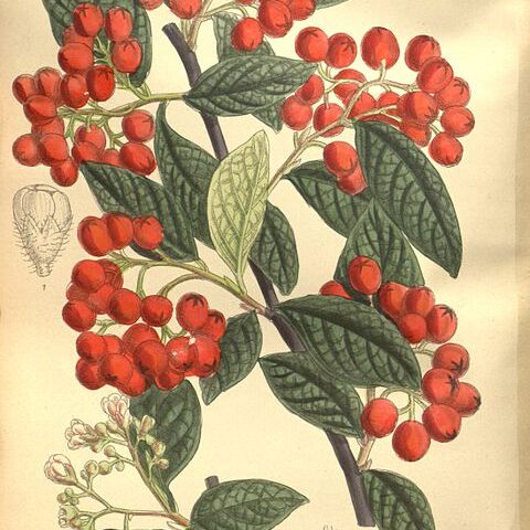 Cotoneaster moupinensis unspecified picture