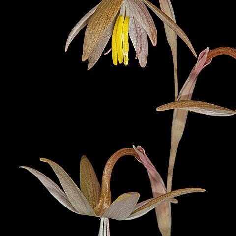 Hesperantha longicollis unspecified picture