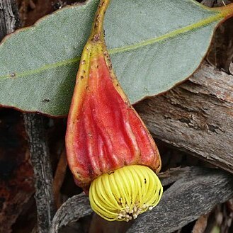 Eucalyptus stoatei unspecified picture