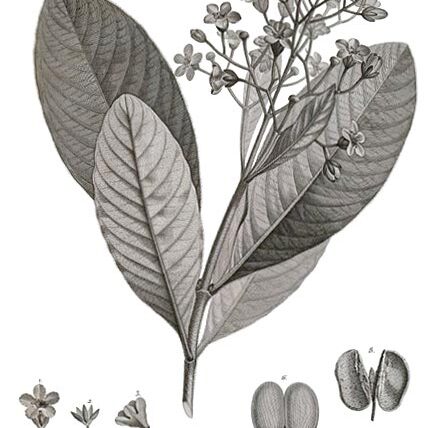 Platycarpum unspecified picture