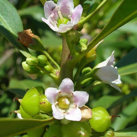 Myoporum sandwicense unspecified picture