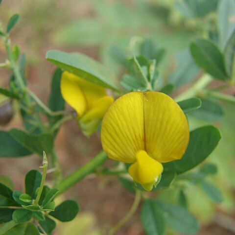 Crotalaria unspecified picture