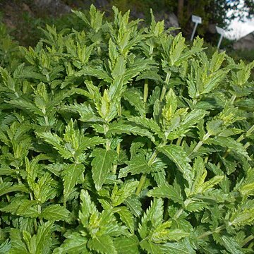 Veronica orientalis unspecified picture