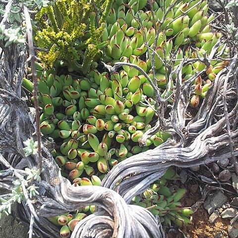 Cotyledon papillaris unspecified picture