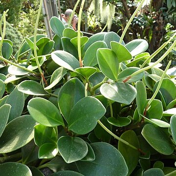 Peperomia magnoliifolia unspecified picture