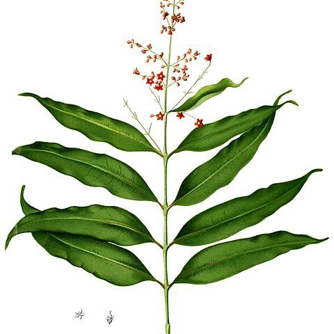 Cratoxylum sumatranum unspecified picture