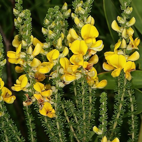 Aspalathus chortophila unspecified picture