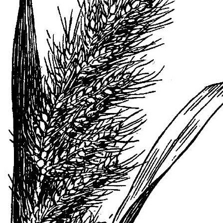 Echinochloa crus-pavonis unspecified picture