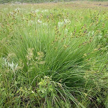 Carex aboriginum unspecified picture