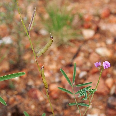 Glycine canescens unspecified picture