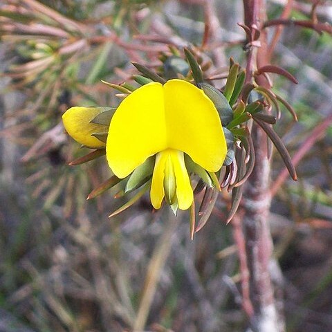 Gompholobium grandiflorum unspecified picture