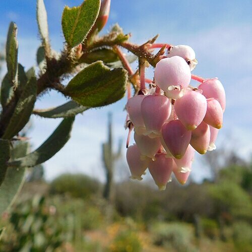 Arctostaphylos glandulosa subsp. crassifolia unspecified picture