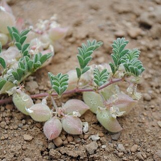 Astragalus pulsiferae unspecified picture