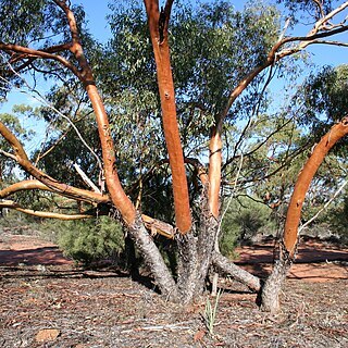 Eucalyptus loxophleba unspecified picture