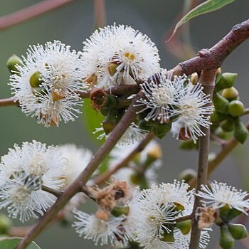 Eucalyptus cephalocarpa unspecified picture