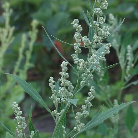 Chenopodium unspecified picture