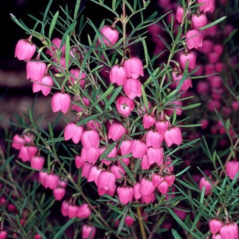 Boronia heterophylla unspecified picture