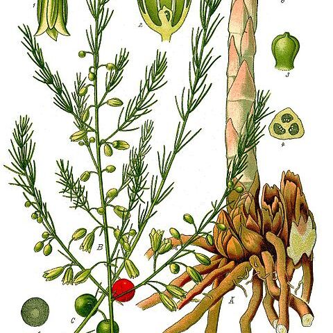 Asparagus unspecified picture