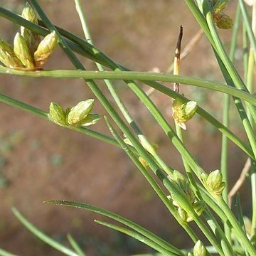 Schoenoplectiella unspecified picture