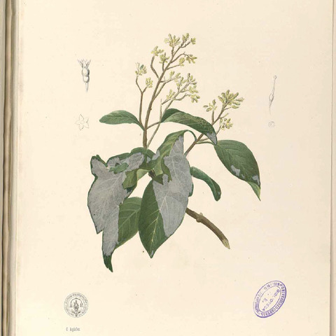 Ichnocarpus unspecified picture