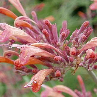 Agastache rupestris unspecified picture