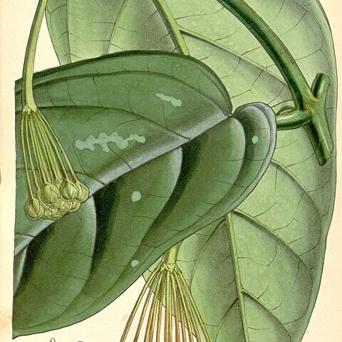 Hoya lasiantha unspecified picture