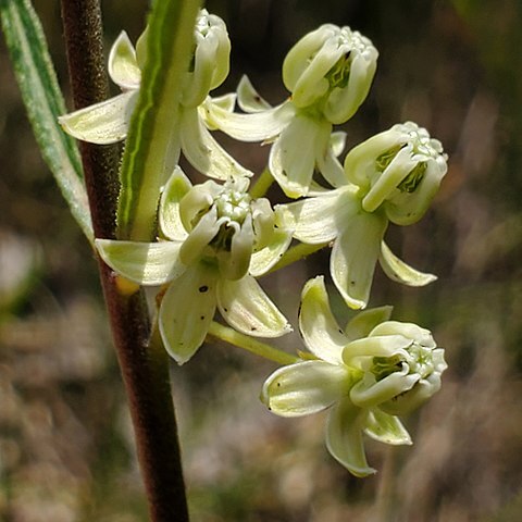 Asclepias stenophylla unspecified picture