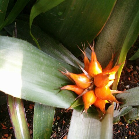 Ronnbergia unspecified picture