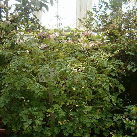 Boenninghausenia albiflora unspecified picture