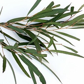 Eucalyptus cneorifolia unspecified picture