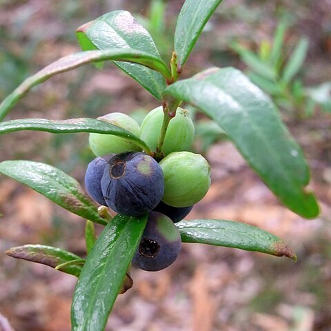 Santalum obtusifolium unspecified picture