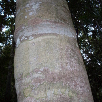 Symplocos stawellii unspecified picture