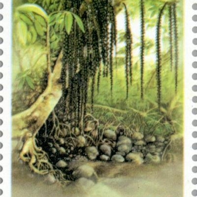 Ficus minahassae unspecified picture